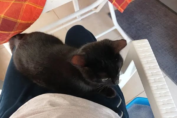 Avsallar Veteriner Kliniği / Kleintierpraxis / Pet Clinic - Resim 17