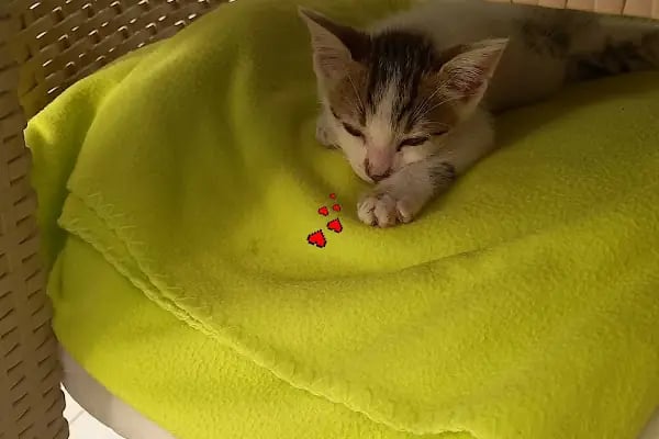 Avsallar Veteriner Kliniği / Kleintierpraxis / Pet Clinic - Resim 11