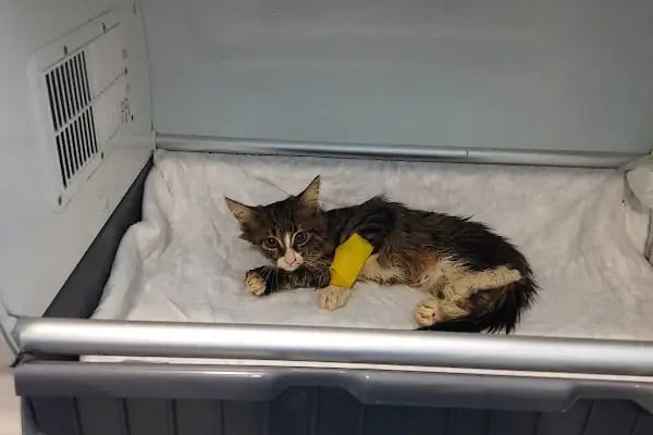 Avsallar Veteriner Kliniği / Kleintierpraxis / Pet Clinic - Resim 4