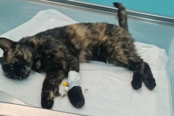 Avsallar Veteriner Kliniği / Kleintierpraxis / Pet Clinic - Resim 15