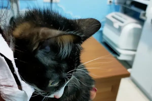 Avsallar Veteriner Kliniği / Kleintierpraxis / Pet Clinic - Resim 6