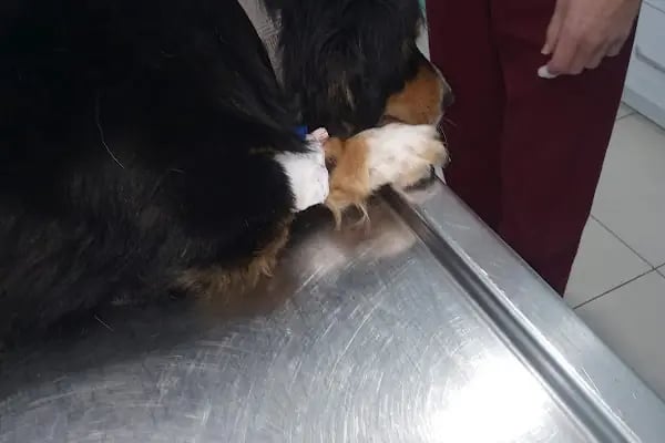 Avsallar Veteriner Kliniği / Kleintierpraxis / Pet Clinic - Resim 10