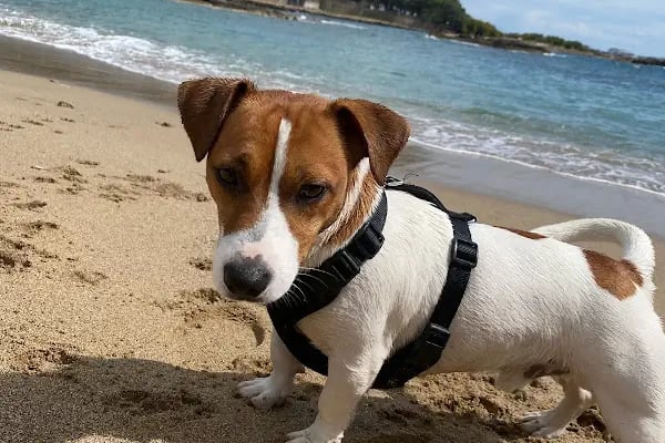 Avsallar Veteriner Kliniği / Kleintierpraxis / Pet Clinic - Resim 9