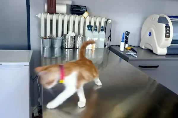 Sarıyer Bosphorus Veteriner Kliniği - Resim 12