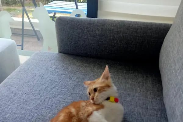 Sarıyer Bosphorus Veteriner Kliniği - Resim 3