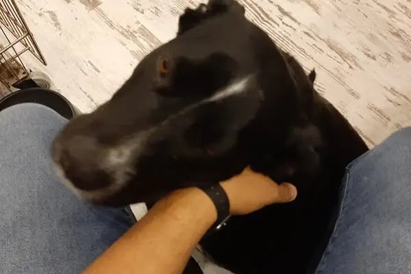 Love Petshop - Resim 4