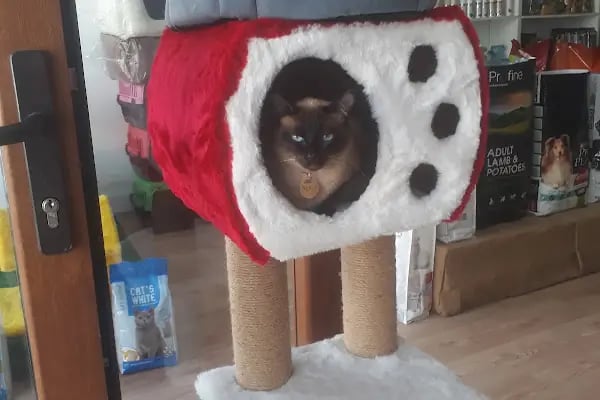 Love Petshop - Resim 2