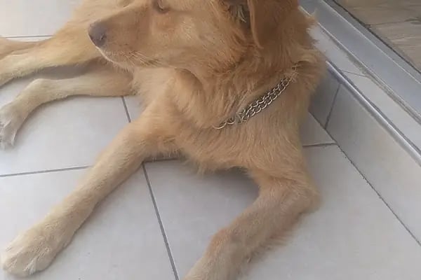 Love Petshop - Resim 5