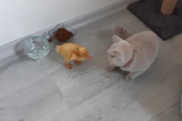Ge - Vet Veteriner Kliniği - Resim 3