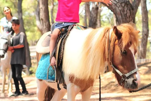 Rainbow Ranch At Çiftliği & Köpek Pansiyonu - Resim 4