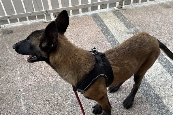 Anka Veteriner Kliniği - Resim 11