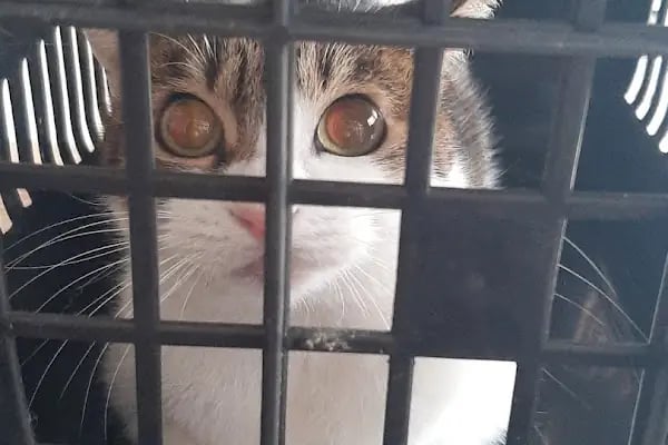 Anka Veteriner Kliniği - Resim 15