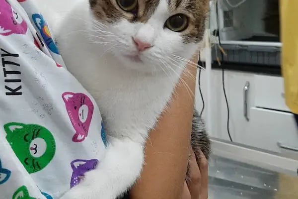Anka Veteriner Kliniği - Resim 18