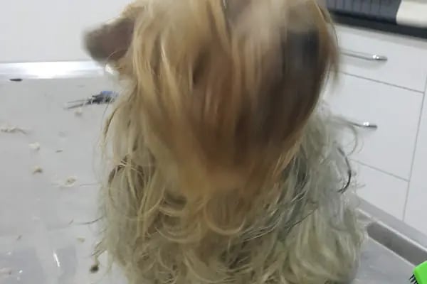 Anka Veteriner Kliniği - Resim 12