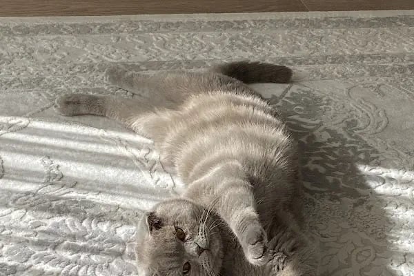 Anka Veteriner Kliniği - Resim 7