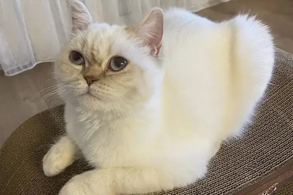 Anka Veteriner Kliniği - Resim 6