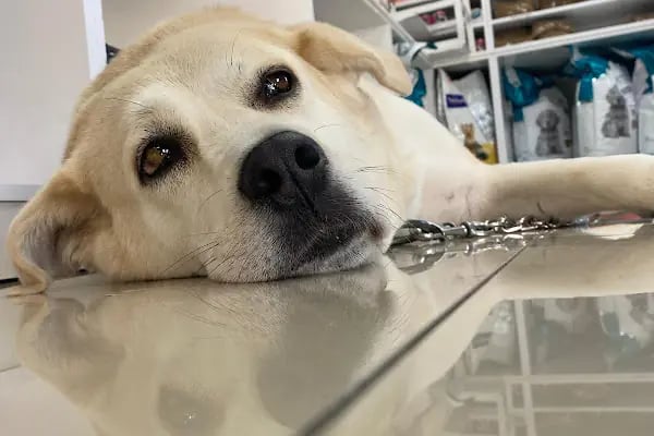 Anka Veteriner Kliniği - Resim 10