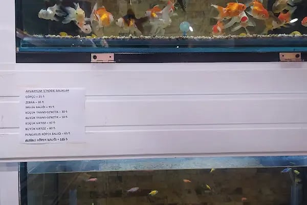 Ankara Pet Shop - Resim 12