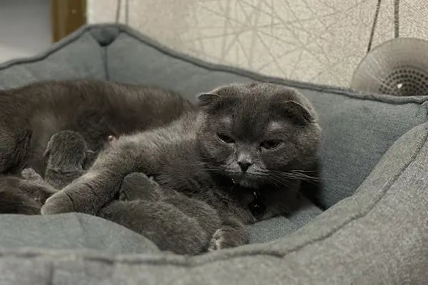 Vet Center Konya - Vetcenter Veteriner Kliniği - Resim 3