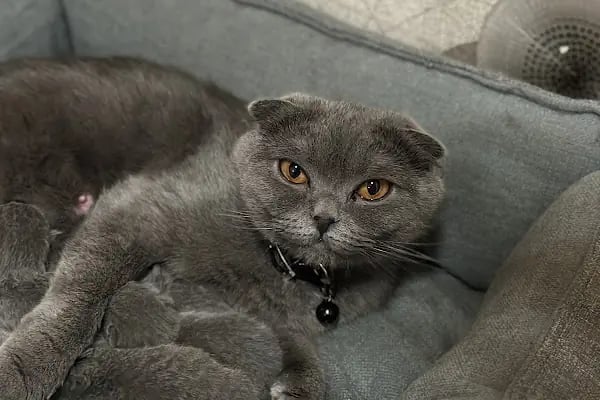 Vet Center Konya - Vetcenter Veteriner Kliniği - Resim 12