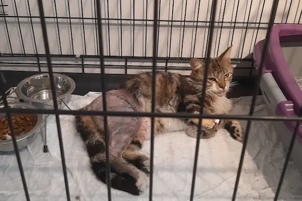 Vet Center Konya - Vetcenter Veteriner Kliniği - Resim 5