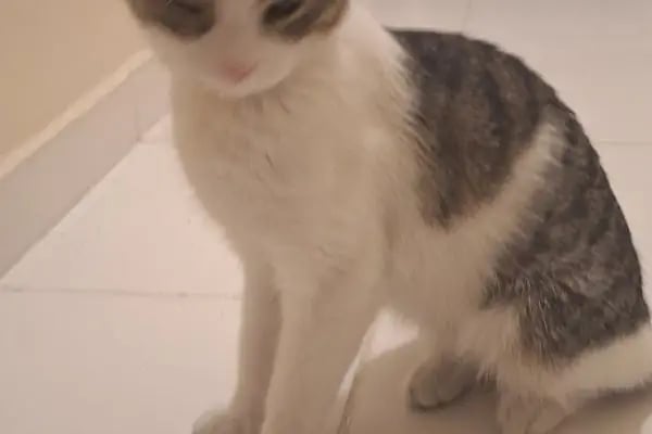Vet Center Konya - Vetcenter Veteriner Kliniği - Resim 18