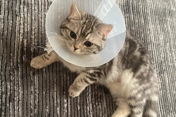 Vet Center Konya - Vetcenter Veteriner Kliniği - Resim 10