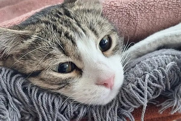Vet Center Konya - Vetcenter Veteriner Kliniği - Resim 4