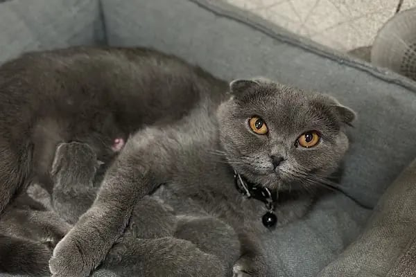 Vet Center Konya - Vetcenter Veteriner Kliniği - Resim 14