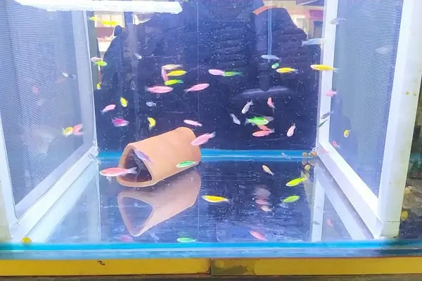 sena petshop - Resim 9