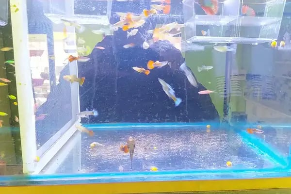 sena petshop - Resim 18