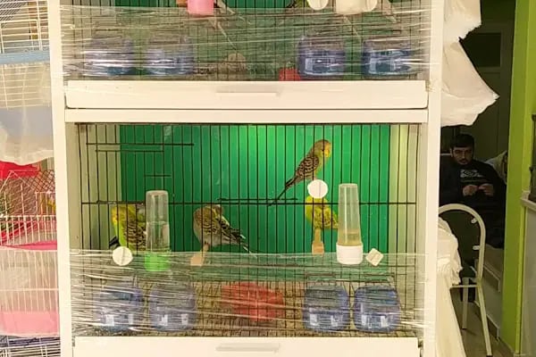 sena petshop - Resim 5