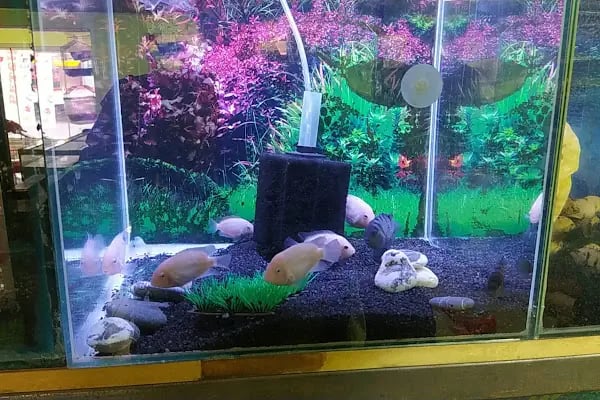 sena petshop - Resim 15