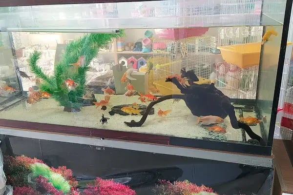 sena petshop - Resim 6