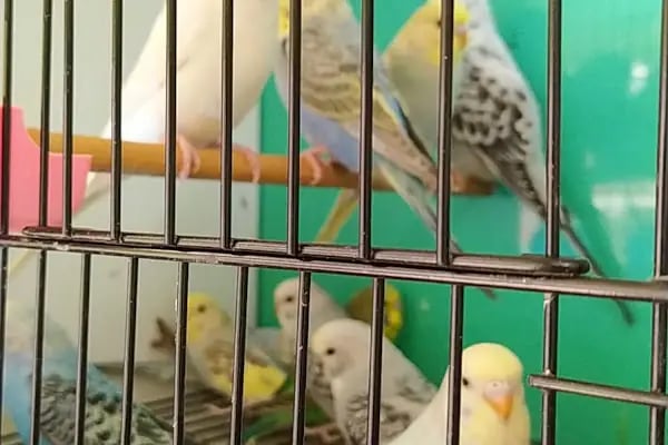 sena petshop - Resim 17