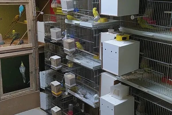 sena petshop - Resim 19