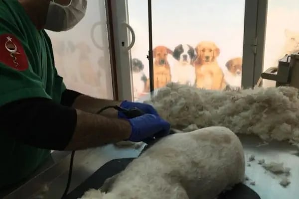 Erdemli Yaşam Veteriner Kliniği - Resim 3