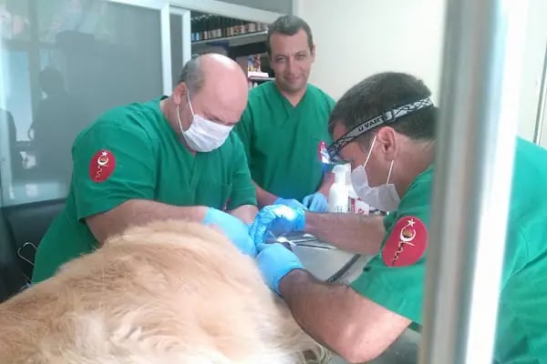 Erdemli Yaşam Veteriner Kliniği - Resim 5