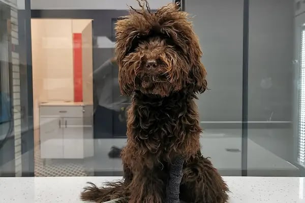 Pembe Pati Veteriner Kliniği - Resim 19