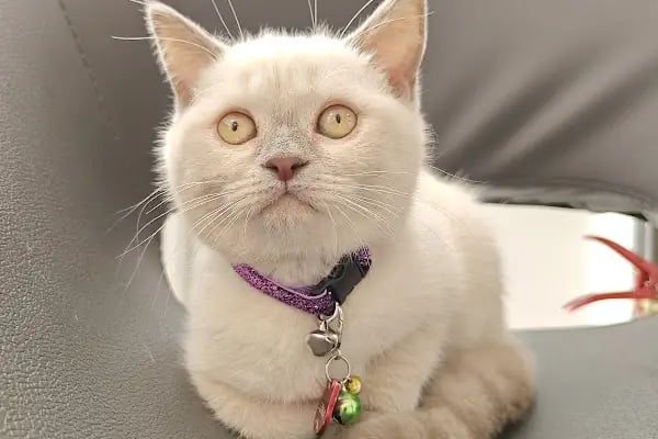 Pembe Pati Veteriner Kliniği - Resim 2