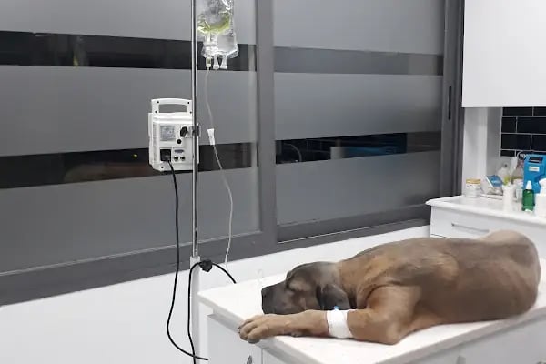 Pembe Pati Veteriner Kliniği - Resim 10