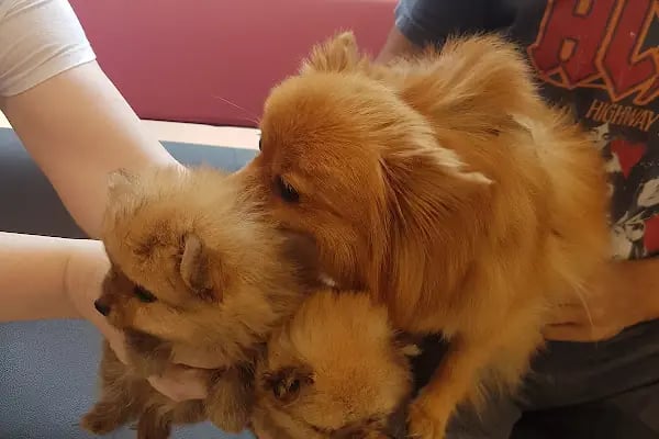 Pembe Pati Veteriner Kliniği - Resim 11