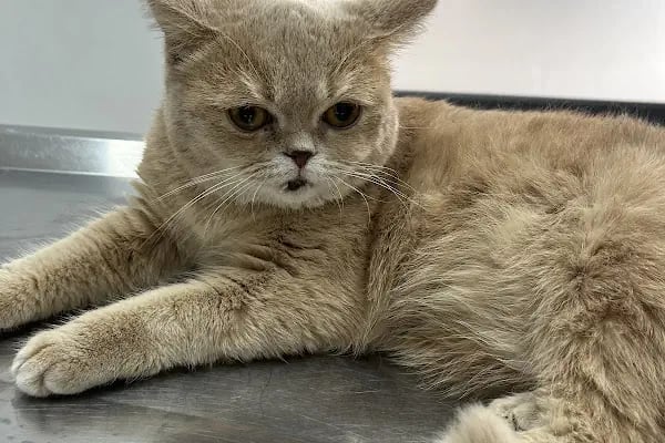 Pembe Pati Veteriner Kliniği - Resim 7