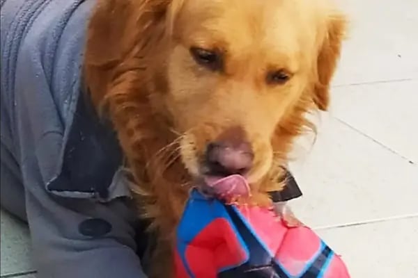 Kaplan Veteriner Kliniği - Resim 14