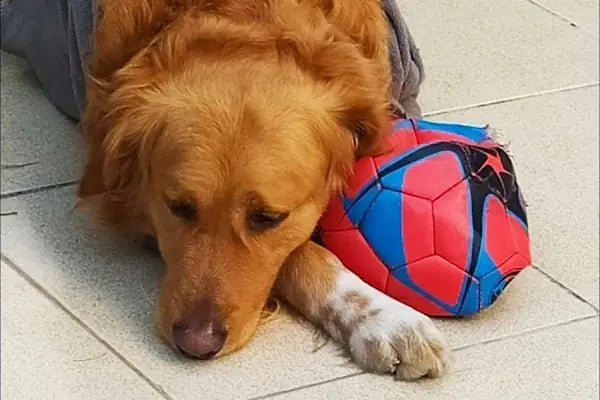 Kaplan Veteriner Kliniği - Resim 3