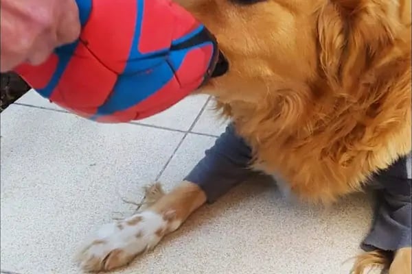Kaplan Veteriner Kliniği - Resim 10