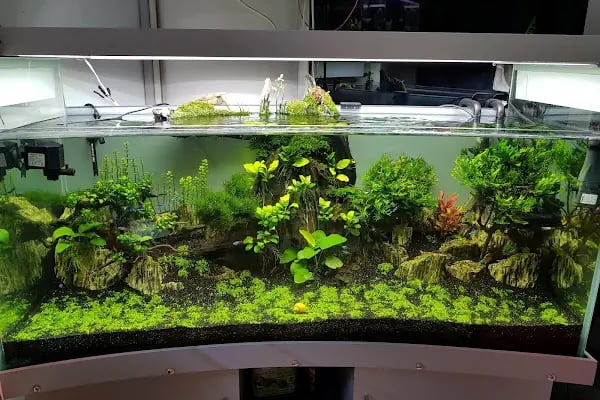 Vatos's Akvaryum Petshop - Resim 12