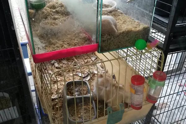 Vatos's Akvaryum Petshop - Resim 19