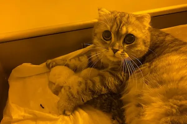 Lupa Veteriner Kliniği - Resim 15