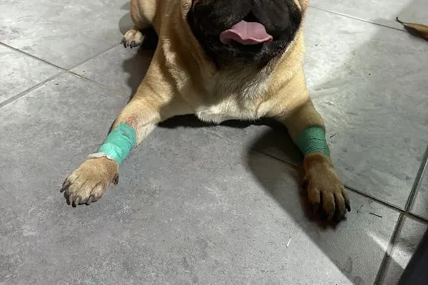 Lupa Veteriner Kliniği - Resim 20